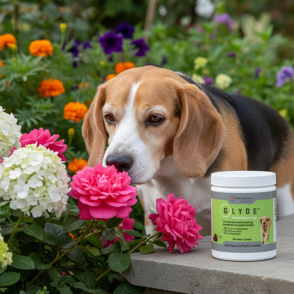 Hip & Joint Supplement for Dogs, 120 Chews K7972