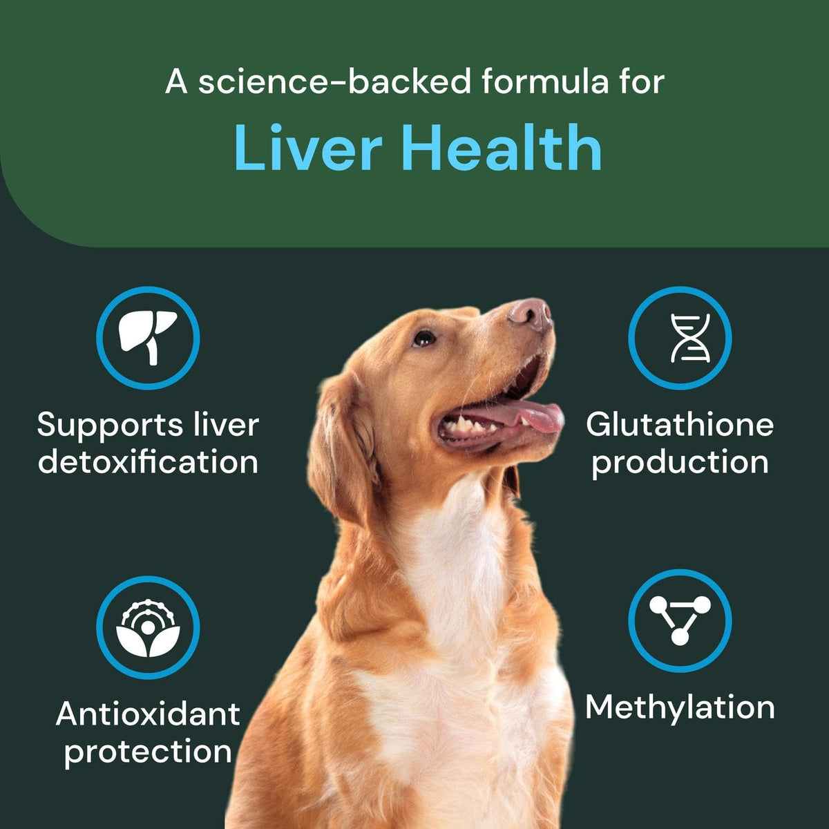 Liver Health Chews 60 Count T332313